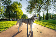 Dog Harness vs Collar: The Pros & Cons